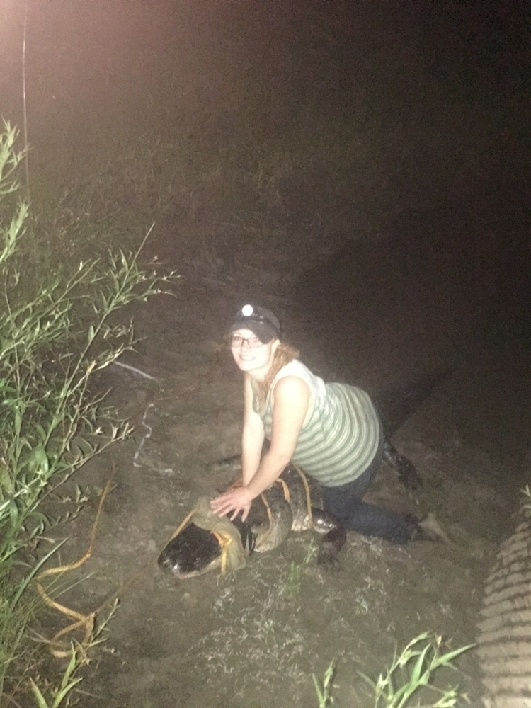 Meghan and the female alligator after she was removed from culvert.