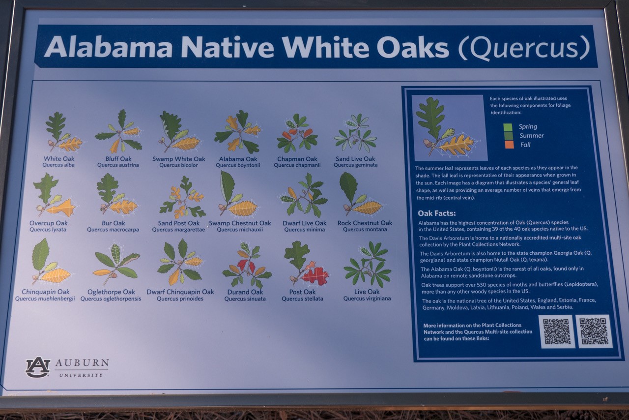 Alabama White Oaks