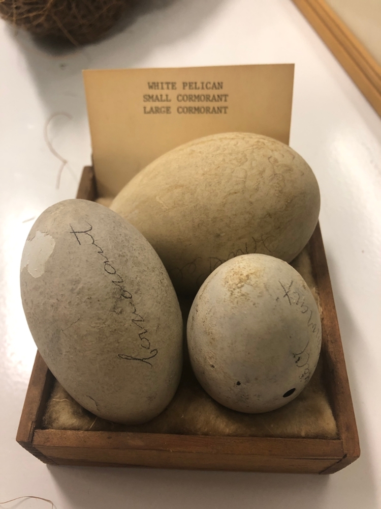 specimens of bird eggs in the Museum of Natural History