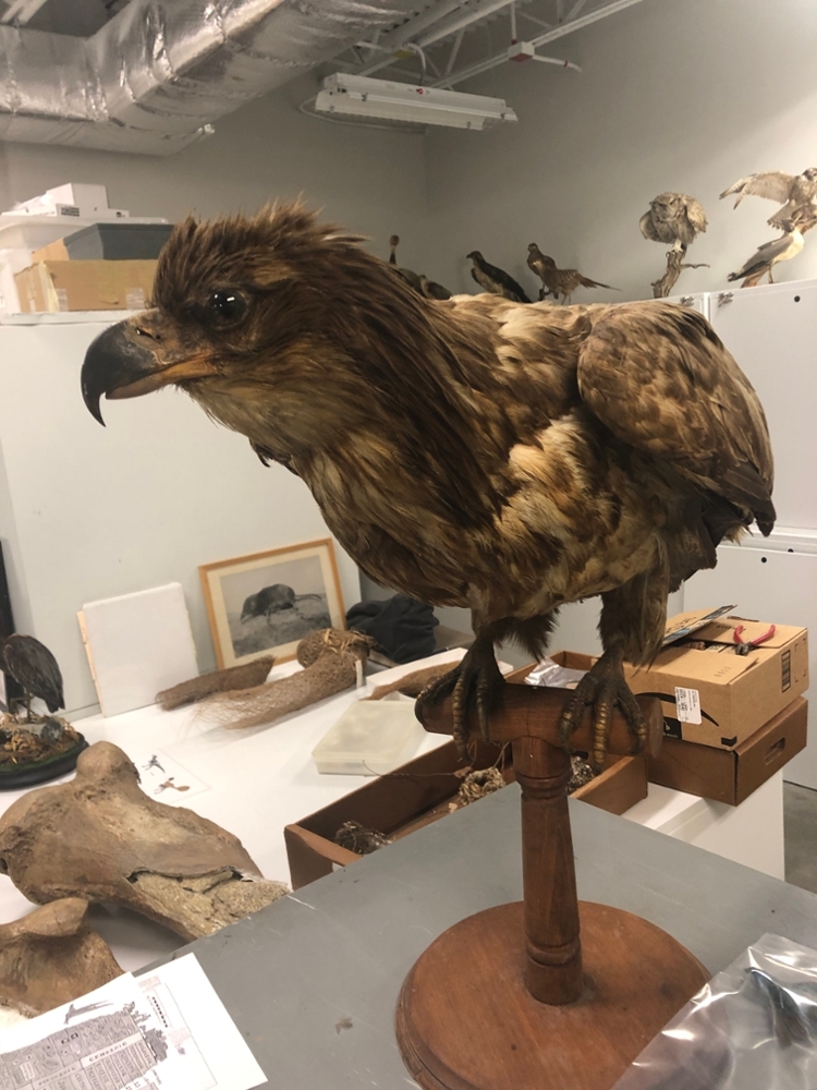 Raptor specimen in the Museum of Natural History
