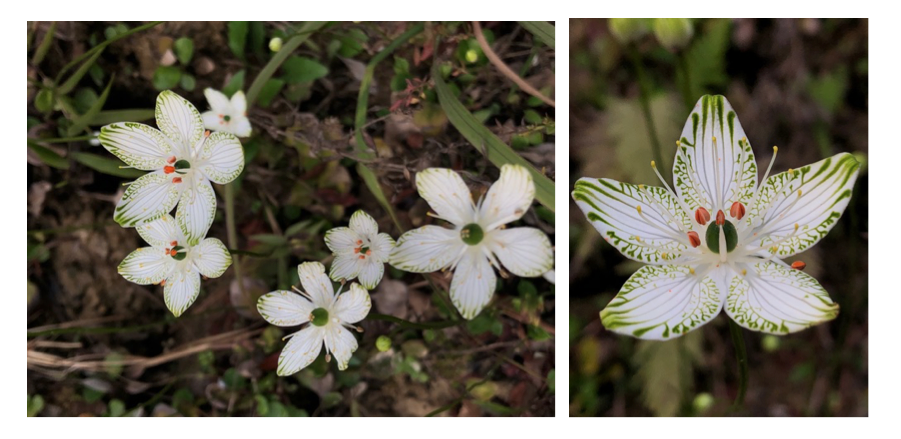  Parnassia grandifolia, the Large Leaf Grass-of-Parnassus, in Conecuh County, Alabama, a new population to this state.
