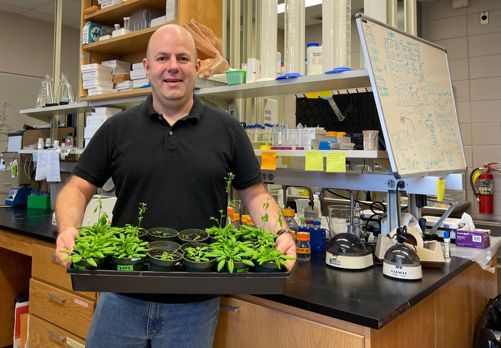 Aaron holding a tray of the  Arabidopsis plant in his lab. 