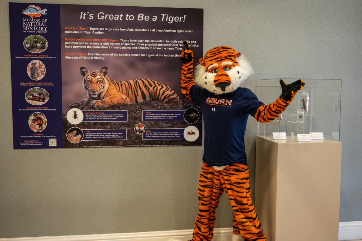 Aubie standing in front of new AUMNH display in SCA