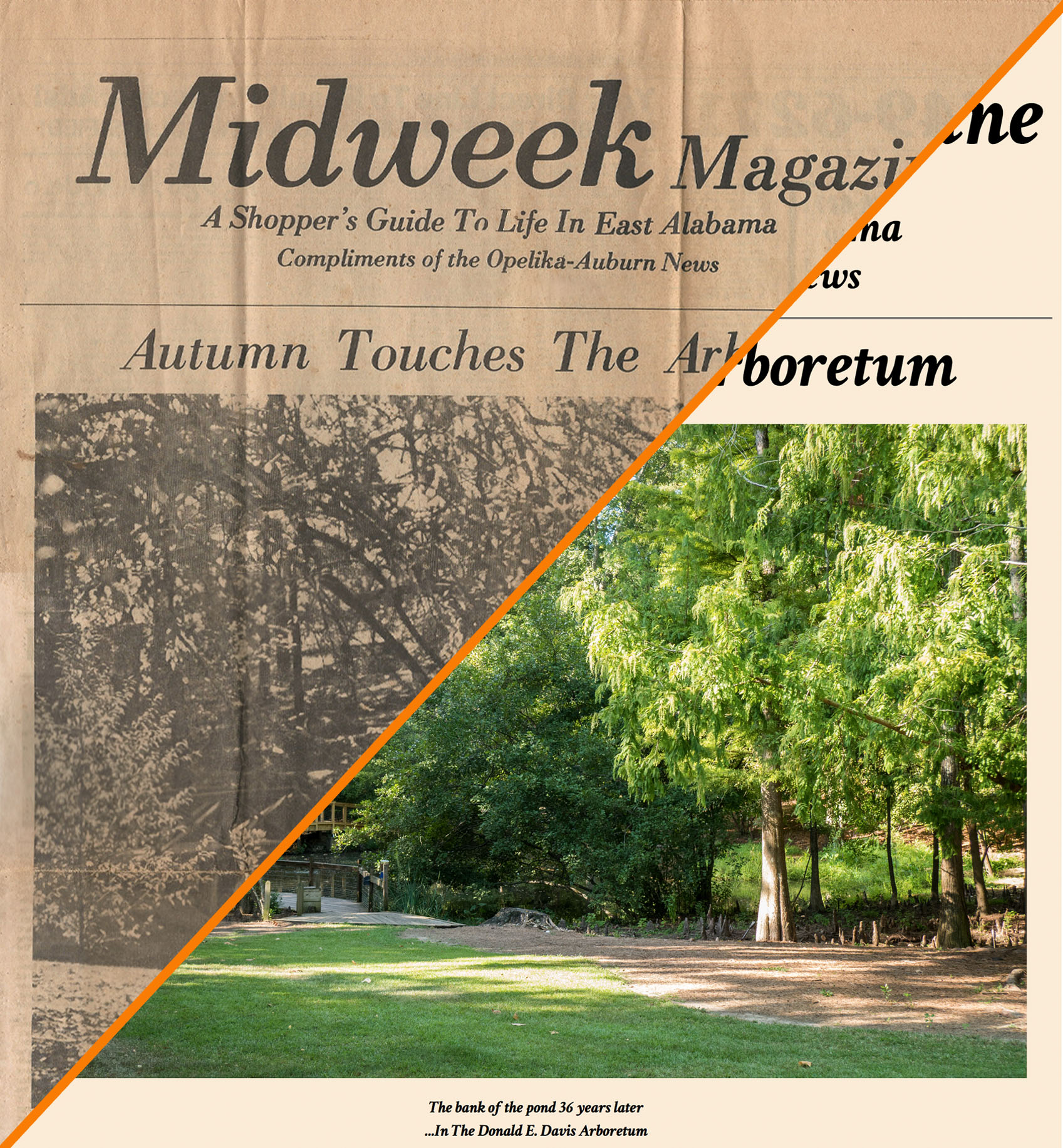 Autumn Touches The Arboretum in 1983 and in 2019