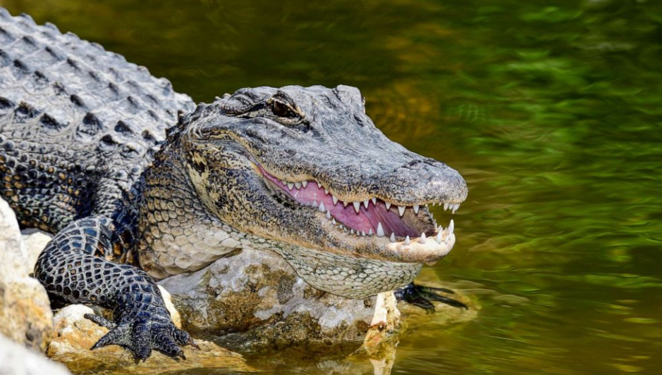 Alligator blood inhibits key toxin in snake venom, study shows