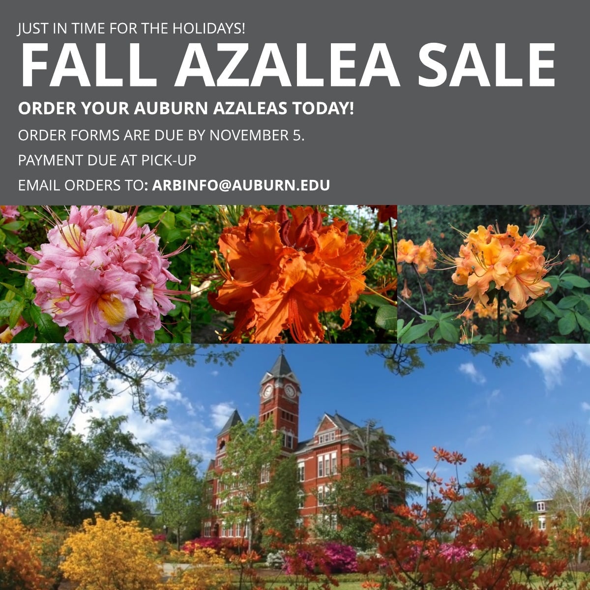 Auburn's fall azalea sale
