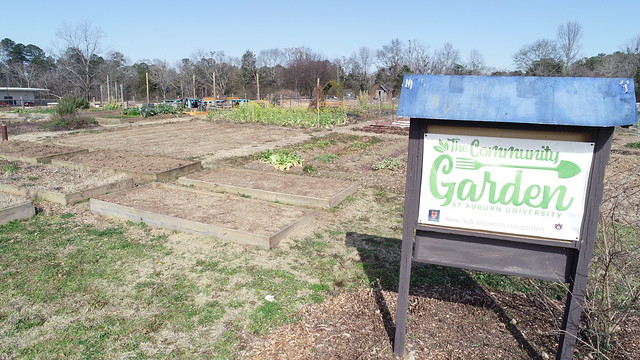 Student-inspired Tiger Giving Day project to make The Community Garden at Auburn University accessible for all