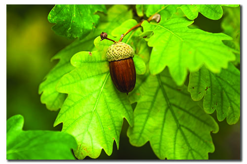 Acorn