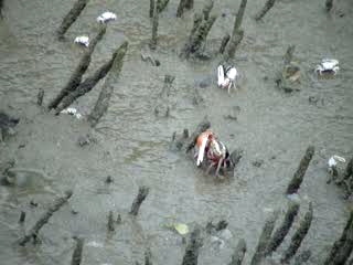 When clicked, Show linked file.