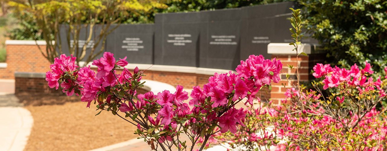 Several colorful flowers on campus.