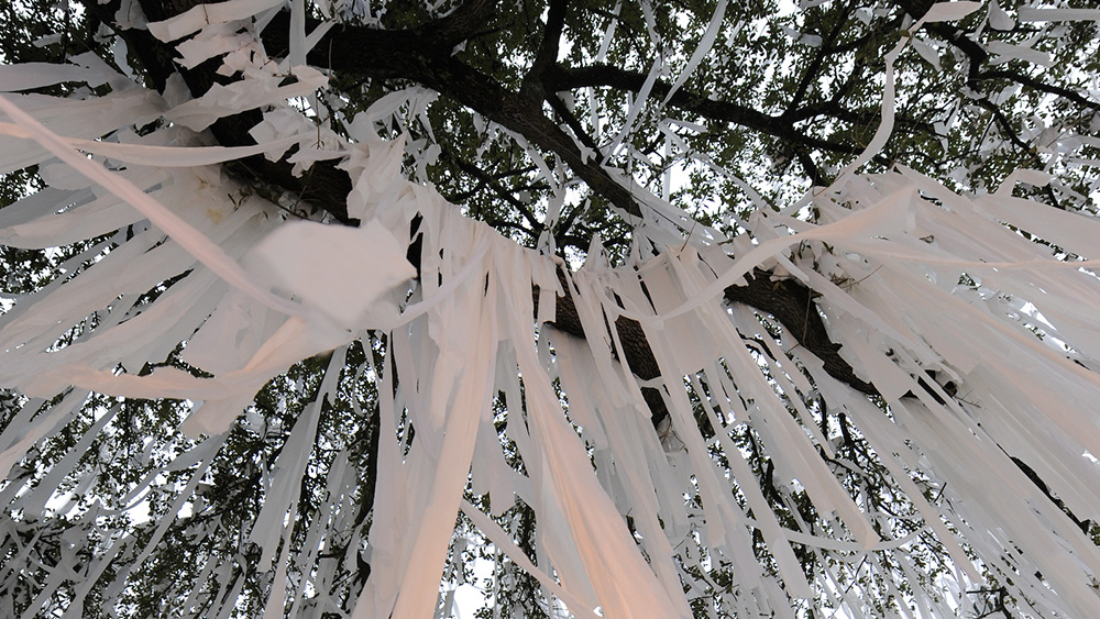 Toilet paper hanging from the original oaks.