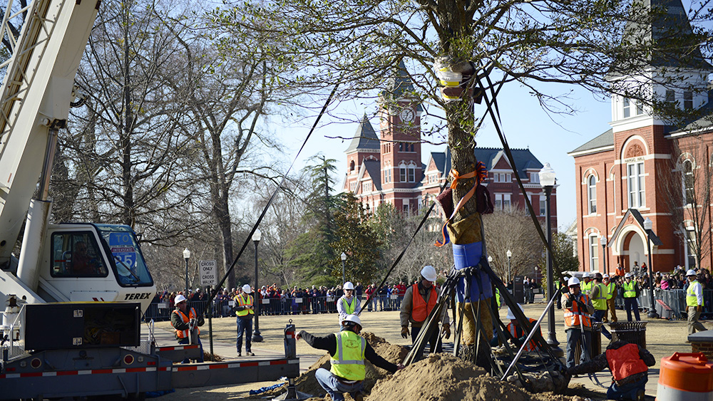 The College Street oak being planted in February 2015.