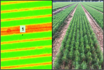 A side-by-side image of a field and a thermal image of the same field.