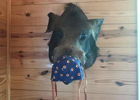 Hog with face mask on