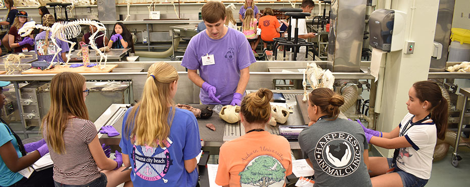A group of students listen to a Veterinary School student about the bone structure difference in cats and dogs.