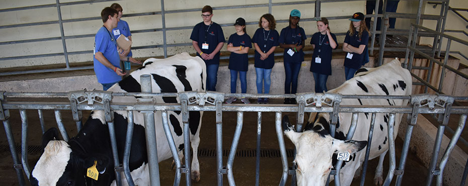 A group of students listen to Veterinary School students about the different types of cows.
