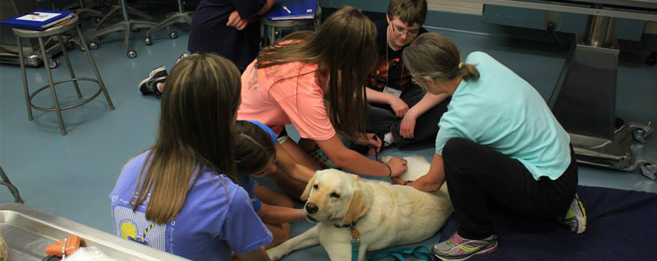Students work with an instructor and a yellow lab dog to learn how to take vital signs on a dog.