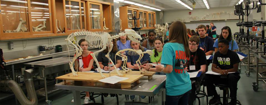 Students listen to an instructor explain the body composition of a dog while using a replicated skeleton of a dog.