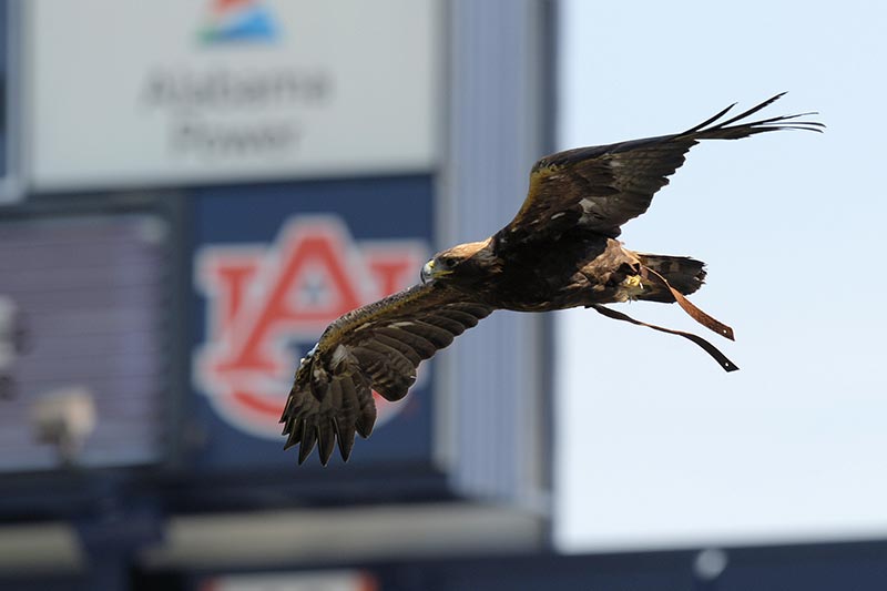 Auburn University College of Veterinary Medicine - 🦅 #Auburn's bald eagle  Spirit has flown alongside our official golden eagles—designated War  Eagles—since her first stadium flight in 2002. In recognition of her service