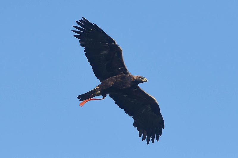 Aurea flys through the blue sky