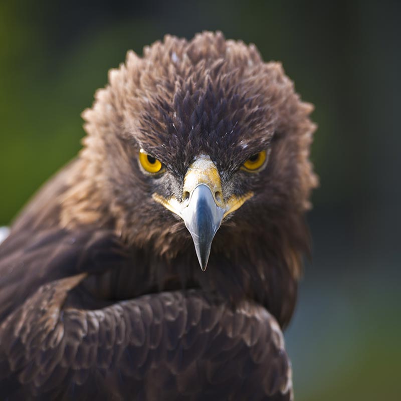 An eagle stares into the camera during a photograph